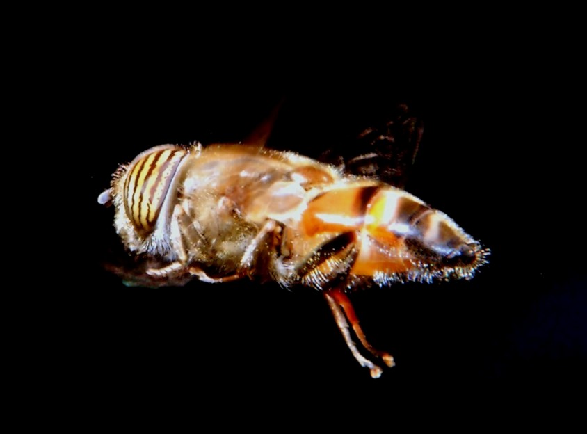 Volo libero e altri insetti